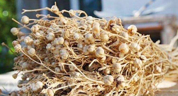 Nazirlikdən üzərlik bitkisi ilə bağlı XƏBƏRDARLIQ