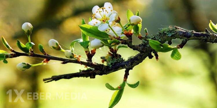 Martın aylıq hava proqnozu - Temperatur 28 dərəcəyədək artacaq