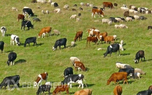 Azərbaycanda heyvanların sayı niyə azalır? - VİDEO