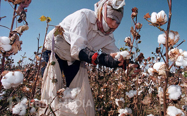Pambıqçılıqda böhran: Fermer niyə “qul əməyinə” məhkum edilir?