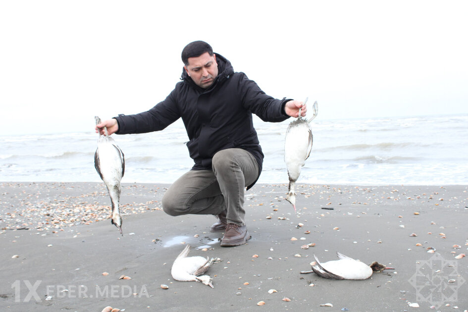Xəzərin sahilində minlərlə ölü quş tapıldı