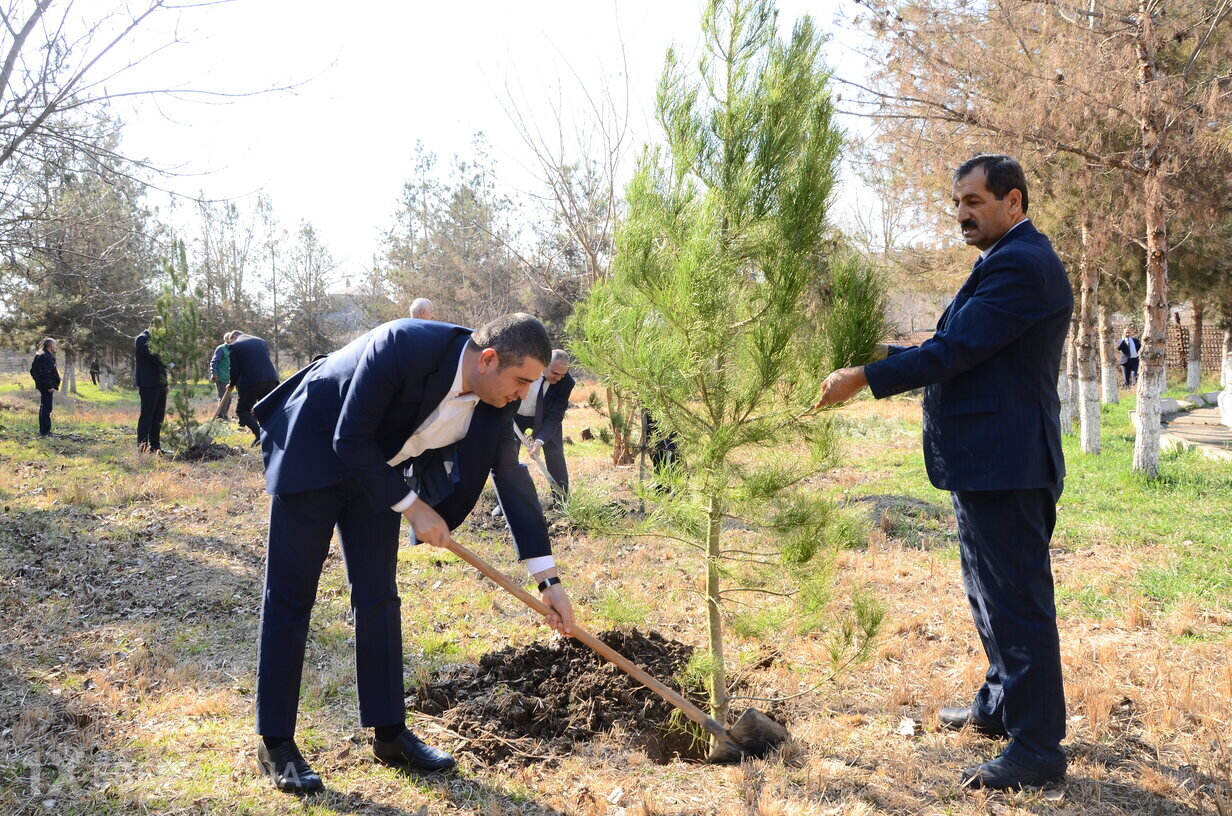 Kürdəmirin başçısı ağacəkmə aksiyasında iştirak etdi