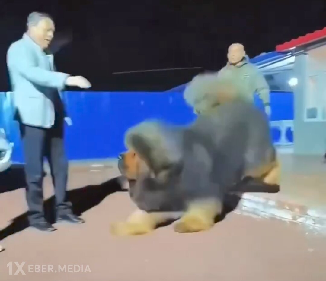 Tibet cinsli it çində 1 milyon dollara satılıb