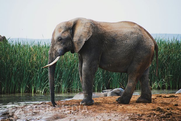Səhər tezdən məşq etmək üçün çadırından çıxan turist fil tərəfindən tapdalanıb