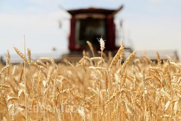 Yeddi ölkə Rusiya buğdasını almaqdan imtina edib