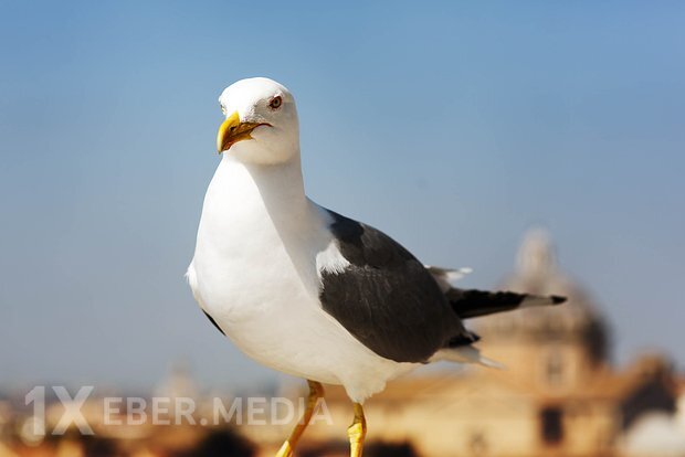 İstanbulda keçirilən futbol matçı zamanı qağayı reanimasiya edilib