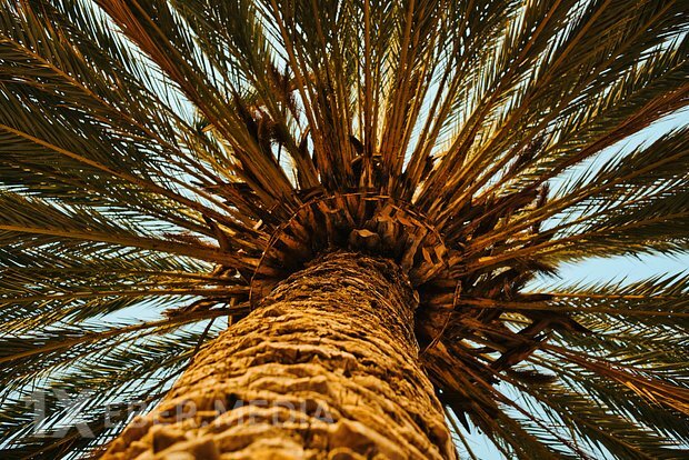 Rusiyanın ən qədim ağaclarından biri təhlükə altındadır