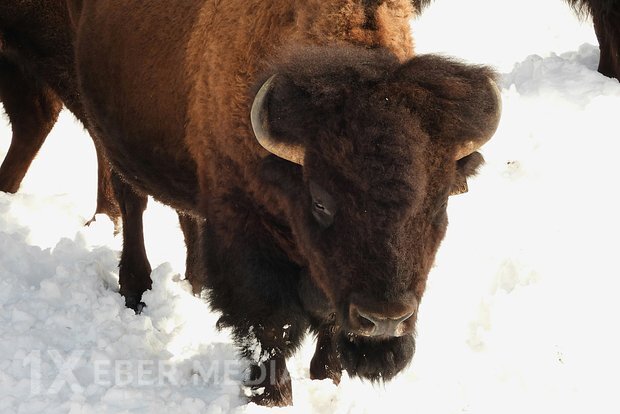 Rus qadın öküz kəsdiyinə görə həbs edildi