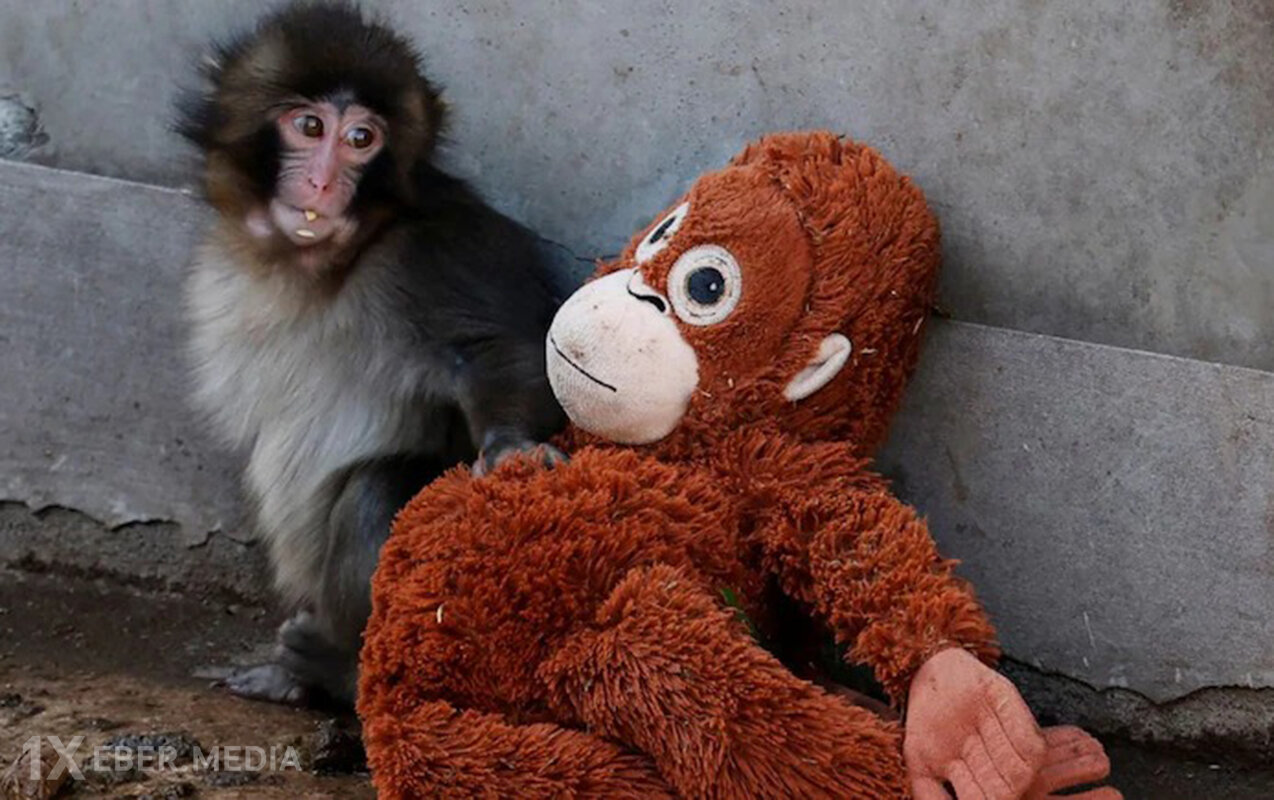 “Punch” satış rekordları qırır