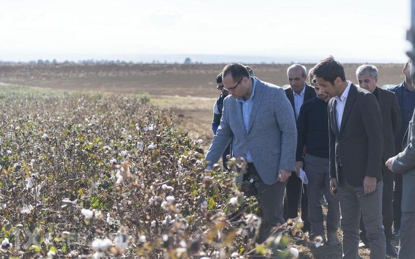 Pambıqçılıqda böhran: Fermer niyə “qul əməyinə” məhkum edilir?