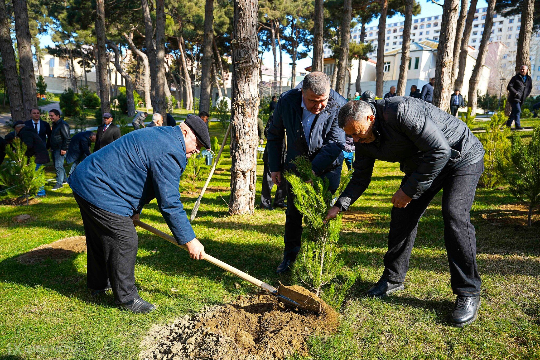 Xətai rayonunda  ağacəkmə aksiyası keçirilib