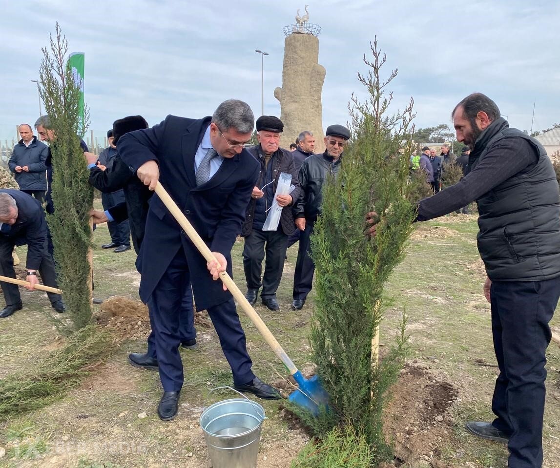 Xəzər rayonunda “Şəhərsalma və Memarlıq ili” çərçivəsində ağacəkmə aksiyası keçirilib