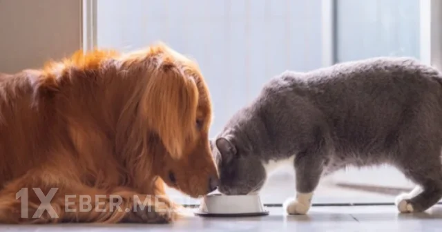 İt-pişik yemi almaq üçün milyonlar xərcləyirik