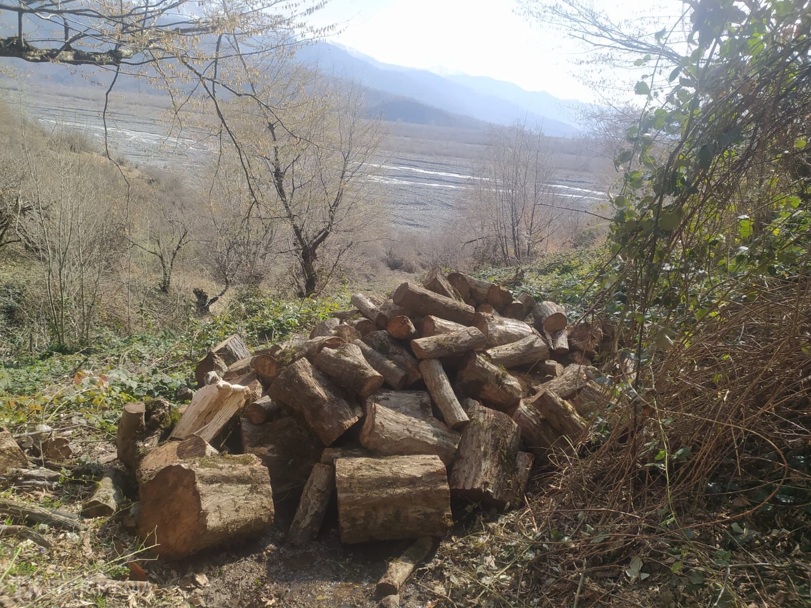 Oğuzda ağacların kəsilməsinə görə polis cinayət işi başladı