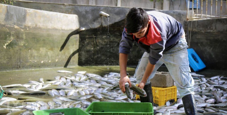 Balıq qiymətləri YÜKSƏLƏCƏK