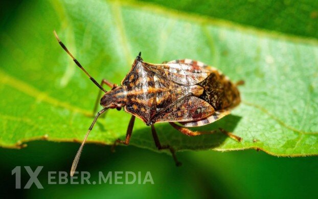 Bu zərərvericiləri əllə toplayıb məhv edin - FOTOLAR