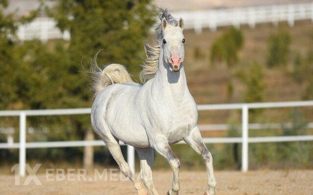 Şeyx 10 milyon dollara dünyanın ən gözəl atını aldı - VİDEO