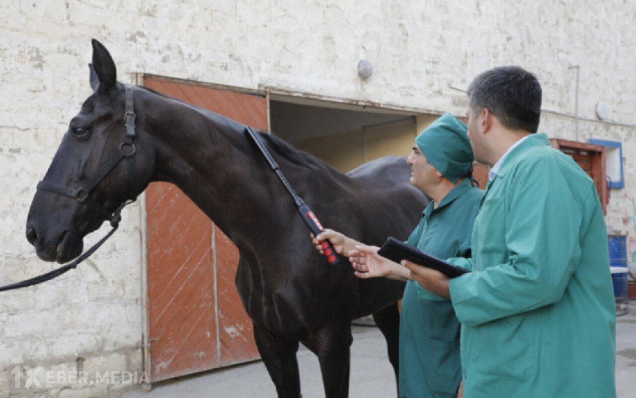 At xəstəlikləri üzrə epizootoloji monitorinqlər aparılacaq