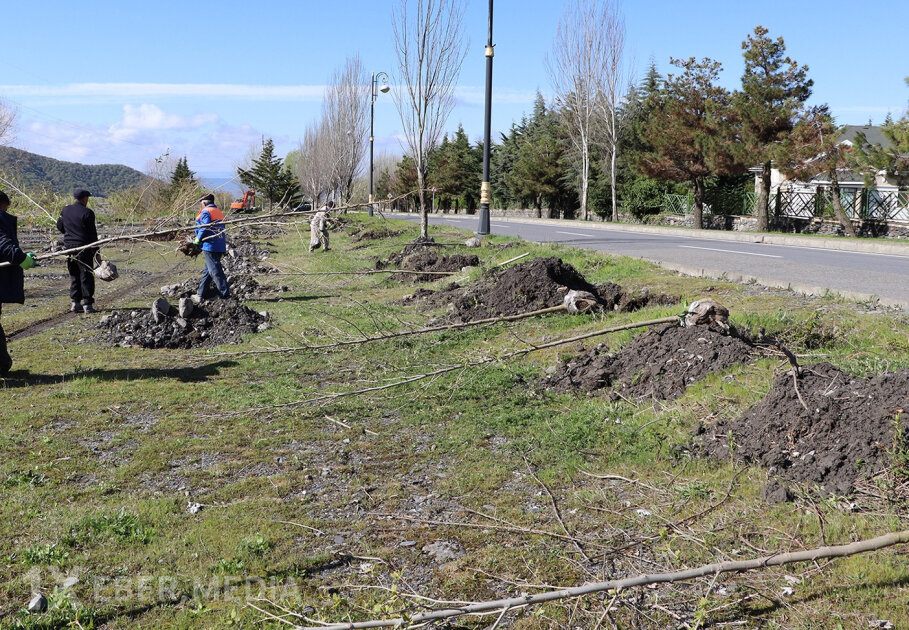 Qəbələdə növbəti aksiyada 700 müxtəlif ağac əkilib