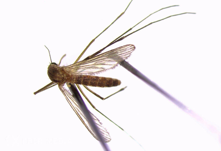 İsveçin şimalında təhlükəli virus ötürən ağcaqanadın yayılması qeydə alınıb