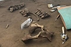 Daş dövrünə aid bir "qonaq" gözlənilmədən bir rus monastırında tapıldı