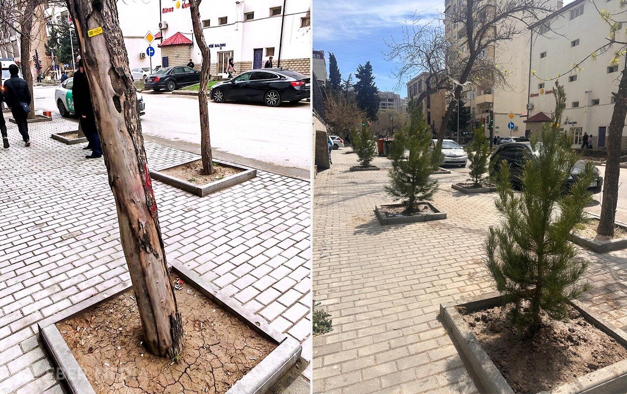 Nərimanovda quru ağacların yerinə yeni ağaclar əkildi