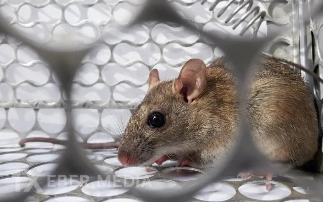 Dünyanın yeni bəlası hantavirus - Nələri bilməliyik?