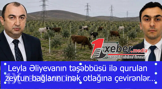 Leyla Əliyevanın təşəbbüsü ilə qurulan zeytun bağlarını inək otlağına çevirənlər…-VİDEO