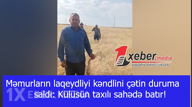 Məmurların laqeydliyi kəndlini çətin duruma saldı: Külüsün taxılı sahədə batır!-VİDEO