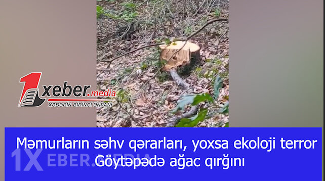 Məmurların səhv qərarları, yoxsa ekoloji terror — Göytəpədə ağac qırğını-VİDEO