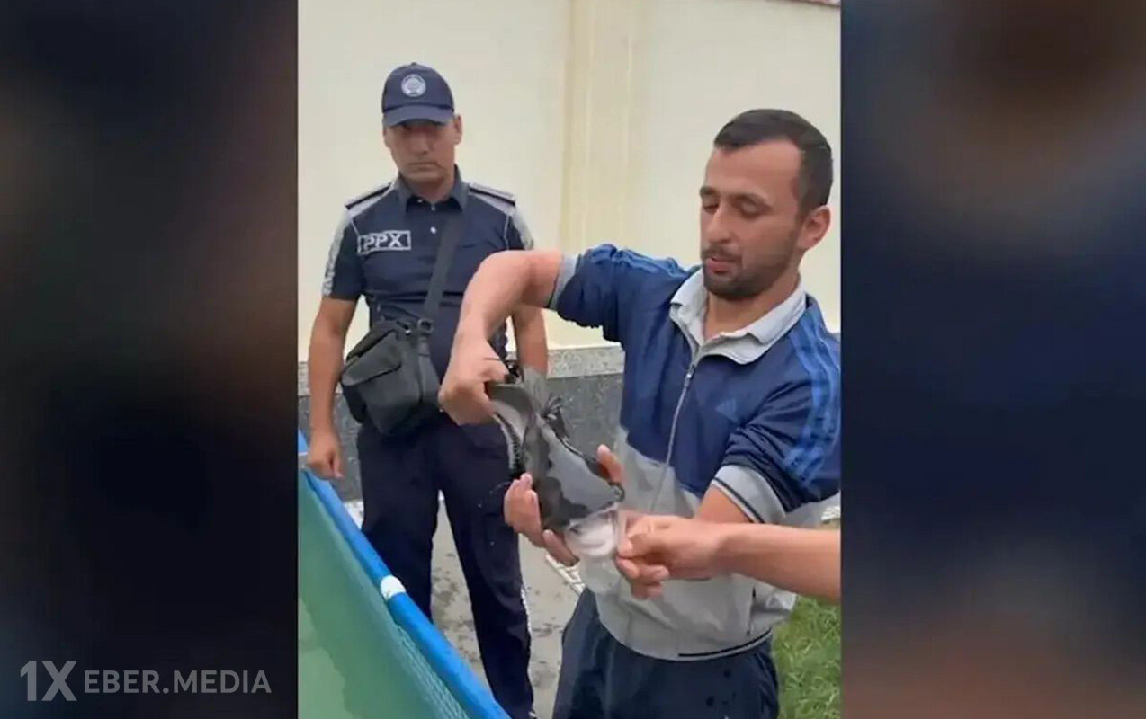 Zirzəmidə köpəkbalığı saxladığı iddia edildi - Video