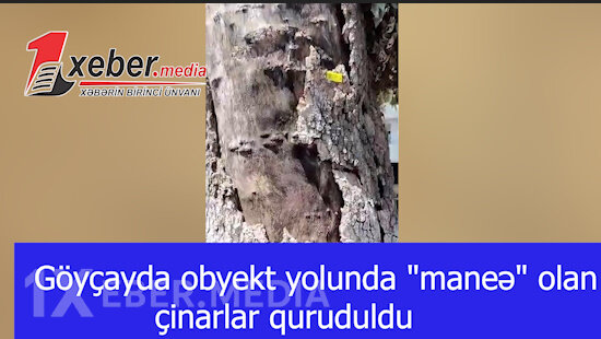 Göyçayda obyekt yolunda "maneə" olan çinarlar quruduldu-VİDEO