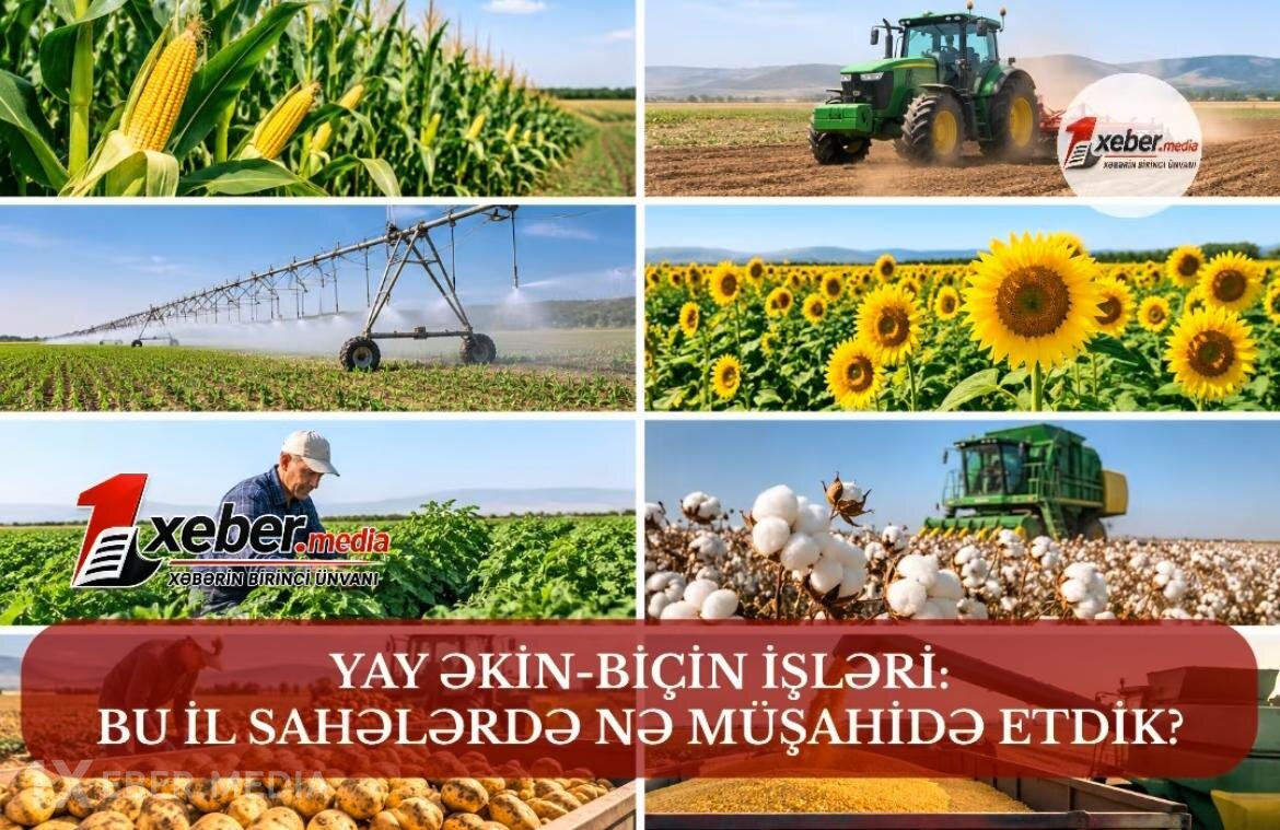 YAY ƏKİN-BİÇİN MÖVSÜMÜ: BU İL SAHƏLƏRDƏ NƏ MÜŞAHİDƏ OLUNDU?