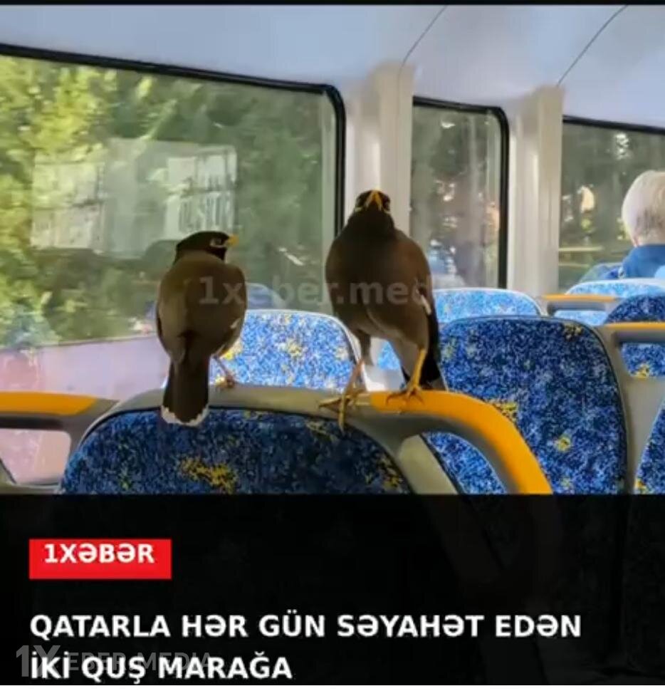 Qatarla hər gün səyahət edən quşlar marağa səbəb oldu (VİDEO)