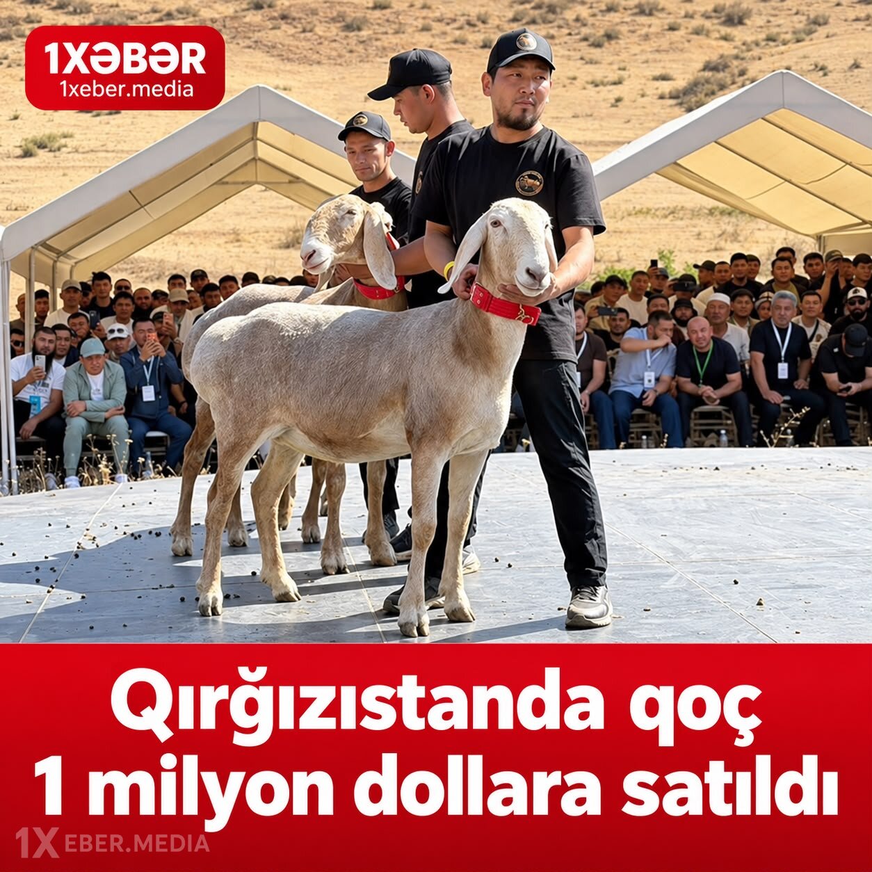 Qırğızıstanda qoç 1 milyon dollara satılıb