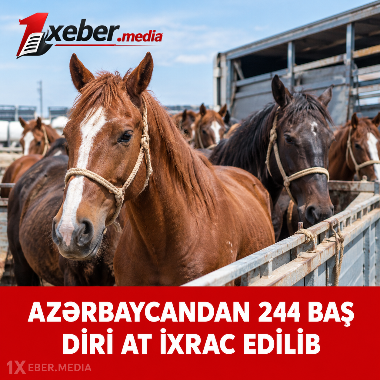 Azərbaycan at ixracından da qazanır