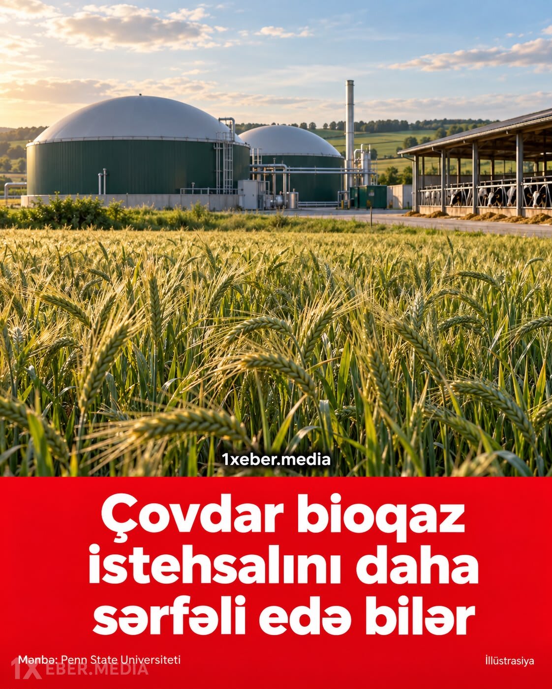 Çovdar bioqaz istehsalını daha sərfəli edə bilər