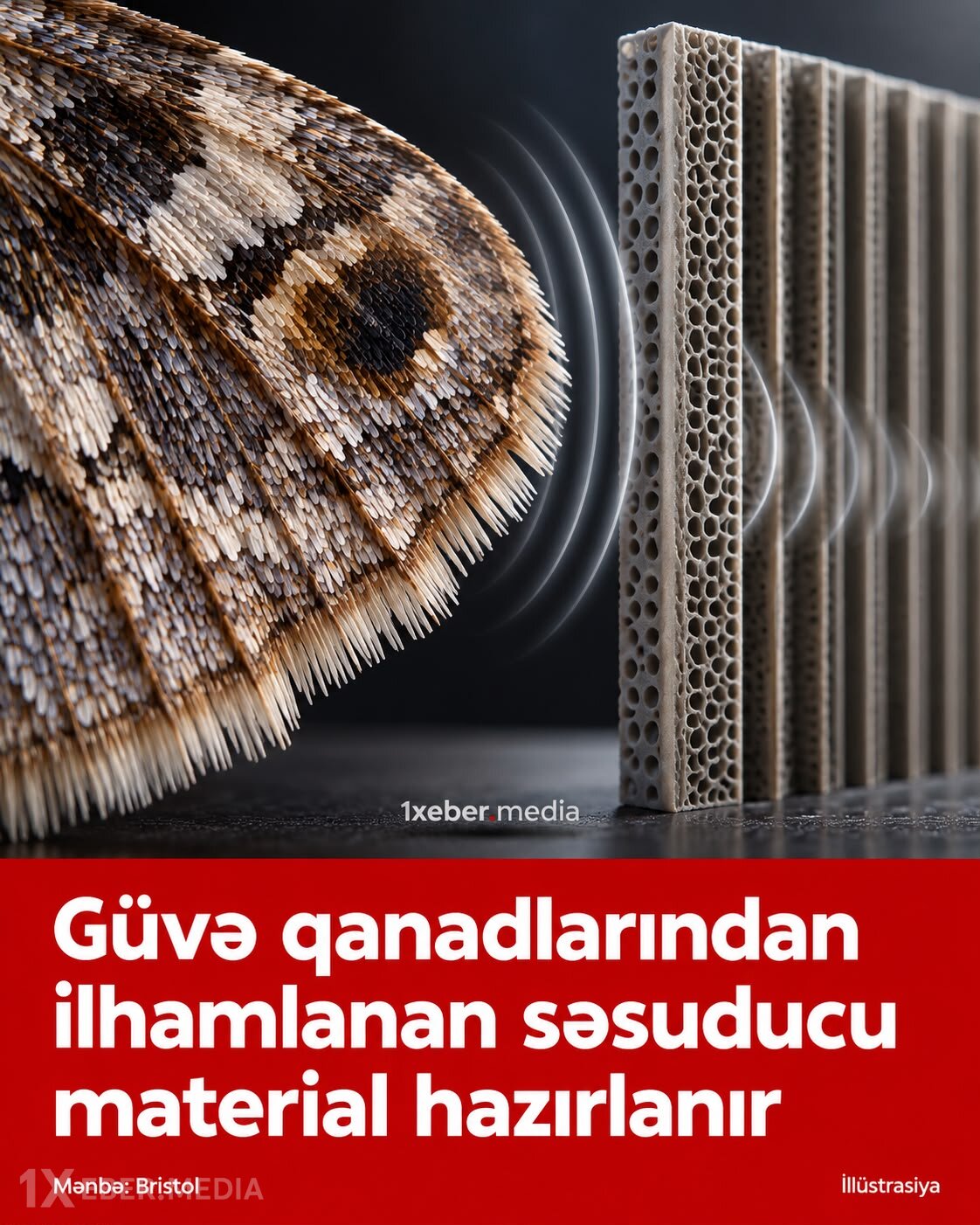 Güvə qanadlarından səsuducu material hazırlanır