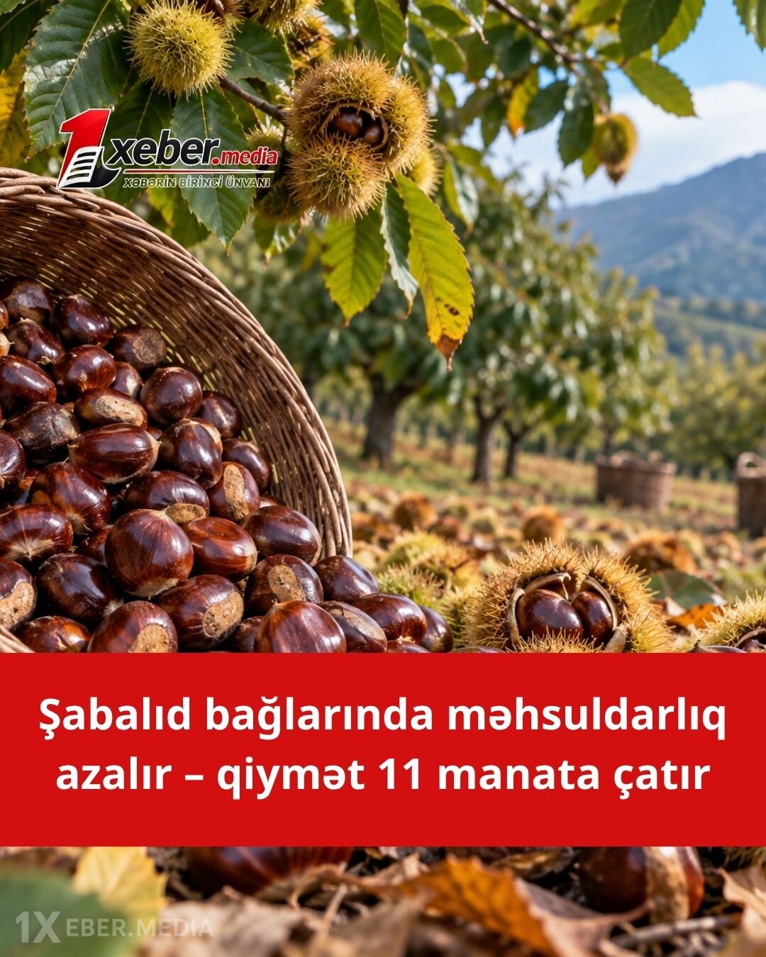 Zaqatalada şabalıdın qiyməti 11 manata çatıb